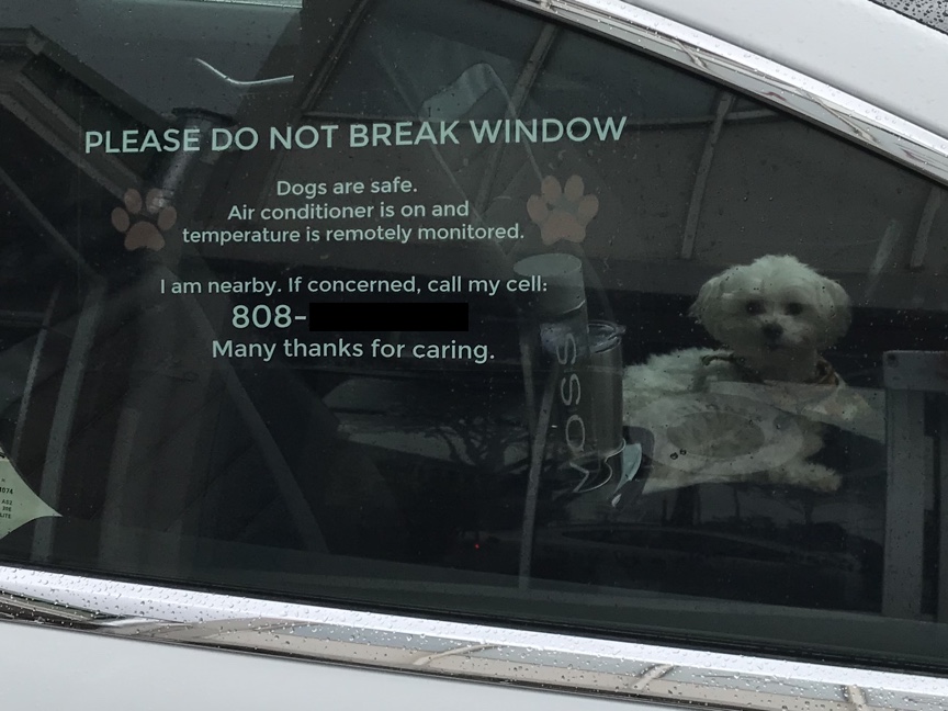 Dog in Model S